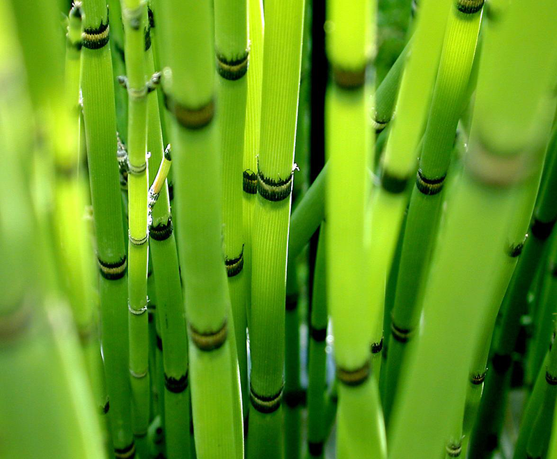 Canningvale Bamboo Plant